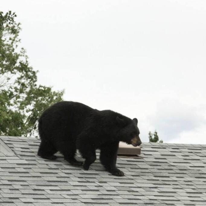 Parkway Yellowstone Guest House Apartment #3 加德纳 外观 照片